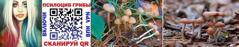 Псилоцибиновые грибы GOLDEN TEACHER  Белый 